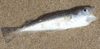 Image result for Merlangius merlangus