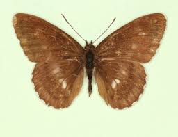 Attēlu rezultāti vaicājumam “Limenitis camilla underside”