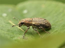 Attēlu rezultāti vaicājumam “Sitona sp.”