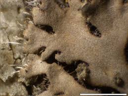 Attēlu rezultāti vaicājumam “Phaeophyscia orbicularis”