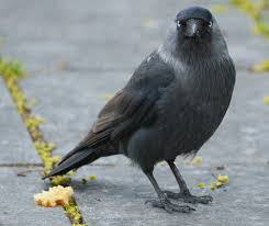 Attēlu rezultāti vaicājumam “Corvus monedula adult”