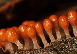 Attēlu rezultāti vaicājumam “Hemitrichia decipiens young”