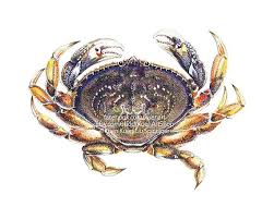 Image result for Metacarcinus magister