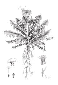 Attēlu rezultāti vaicājumam “Taraxacum officinale aggr.”