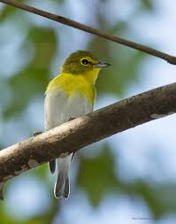 Image result for Vireo flavifrons
