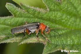 Attēlu rezultāti vaicājumam “Cantharidae”