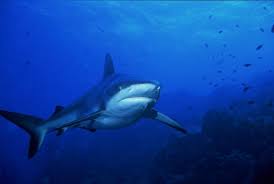 Image result for Carcharhinus amblyrhynchos