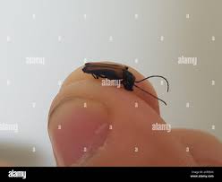 Attēlu rezultāti vaicājumam “Anogcodes melanurus”