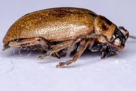 Attēlu rezultāti vaicājumam “Lochmaea caprea”