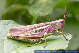 Attēlu rezultāti vaicājumam “Stethophyma grossum”