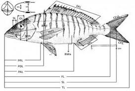 Image result for Lithognathus mormyrus