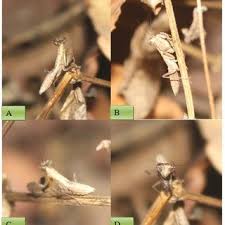 Attēlu rezultāti vaicājumam “Oligonema flavidum”