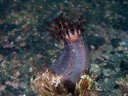 Image result for Cucumaria frondosa