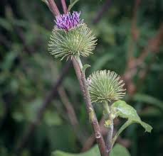 Attēlu rezultāti vaicājumam “Arctium nemorosum”