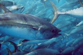Image result for Thunnus atlanticus