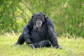 Attēlu rezultāti vaicājumam “Troglodytes troglodytes adult”