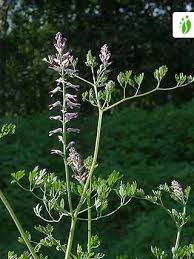Attēlu rezultāti vaicājumam “Fumaria officinalis”