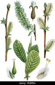 Attēlu rezultāti vaicājumam “Salix aurita”