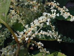 Attēlu rezultāti vaicājumam “Reynoutria sachalinensis flower”