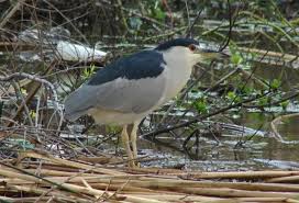 Attēlu rezultāti vaicājumam “Nycticorax nycticorax adult”