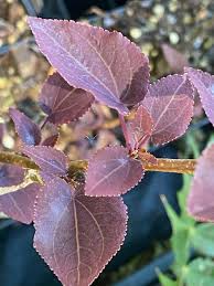 Attēlu rezultāti vaicājumam “Cercidiphyllum japonicum flower”