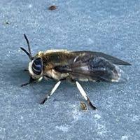 Attēlu rezultāti vaicājumam “Heptatoma pellucens”