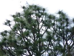 Attēlu rezultāti vaicājumam “Polymerus palustris”