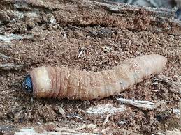 Attēlu rezultāti vaicājumam “Cerambycidae larva”