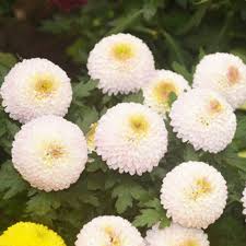 Image result for Dahlia x pinnata `Pompon Lilliput`