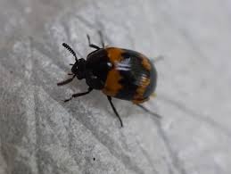 Attēlu rezultāti vaicājumam “Diaperis boleti imago”