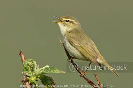 Image result for Phylloscopus borealis