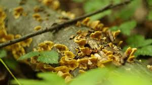 Attēlu rezultāti vaicājumam “Trichia varia macro”