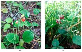 Attēlu rezultāti vaicājumam “Fragaria viridis fruit”