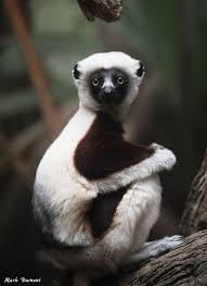 Attēlu rezultāti vaicājumam “Lycogala convexum sessile”