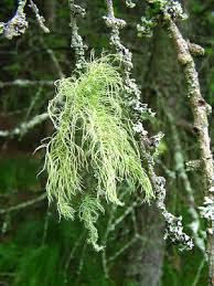 Attēlu rezultāti vaicājumam “Usnea hirta”