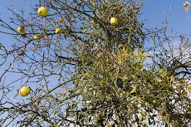 Attēlu rezultāti vaicājumam “Viscum album fruit”