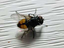 Attēlu rezultāti vaicājumam “Muscidae”