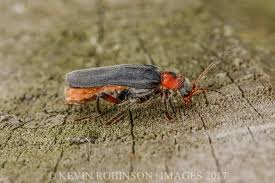Attēlu rezultāti vaicājumam “Cantharis fusca larva”