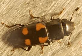 Attēlu rezultāti vaicājumam “Glischrochilus quadripunctatus”