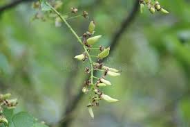 Attēlu rezultāti vaicājumam “Taphrina padi”