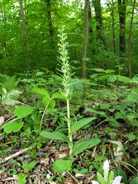 Attēlu rezultāti vaicājumam “Heterotrichia oerstedii (syn. Arcyria oerstedii) stalked”