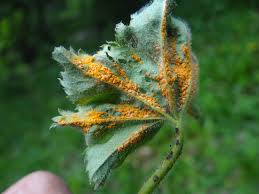 Attēlu rezultāti vaicājumam “Trachyspora intrusa”