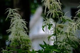 Image result for Aruncus dioicus