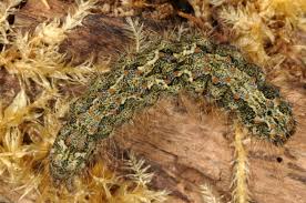 Attēlu rezultāti vaicājumam “Atolmis rubricollis”