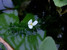 Attēlu rezultāti vaicājumam “Hydrocharitaceae”