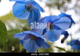 Image result for Scheinmohn