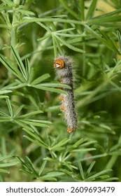 Attēlu rezultāti vaicājumam “Lasiocampa quercus”