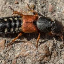 Attēlu rezultāti vaicājumam “Platydracus fulvipes”