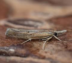 Attēlu rezultāti vaicājumam “Pediasia fascelinella”