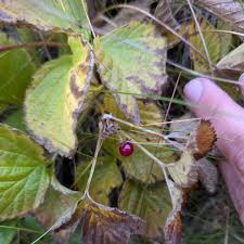 Attēlu rezultāti vaicājumam “Rubus saxatilis fruit”